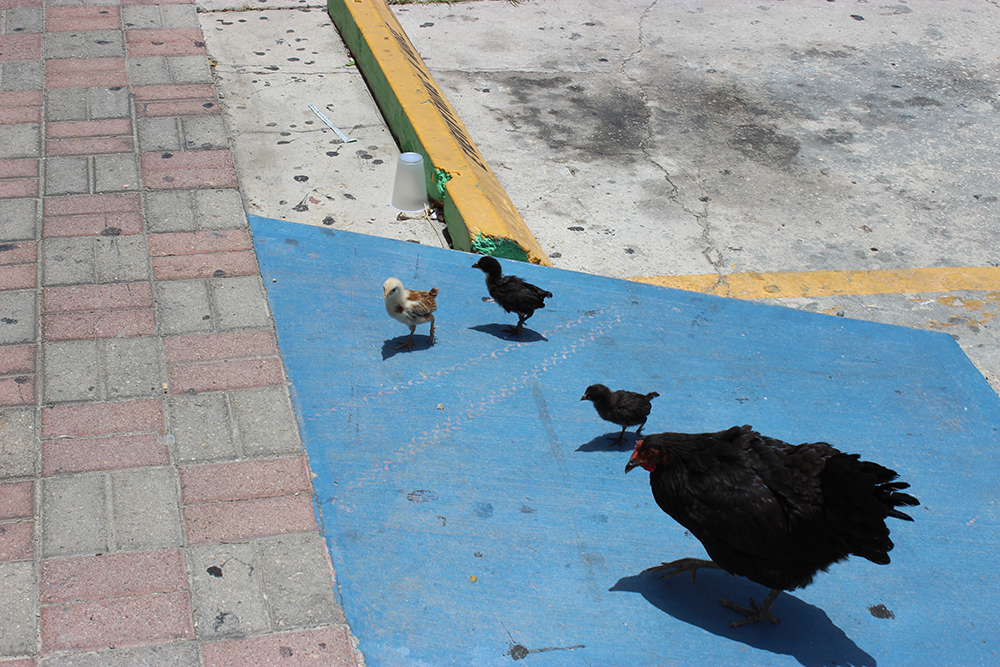 Grand Cayman, chickens