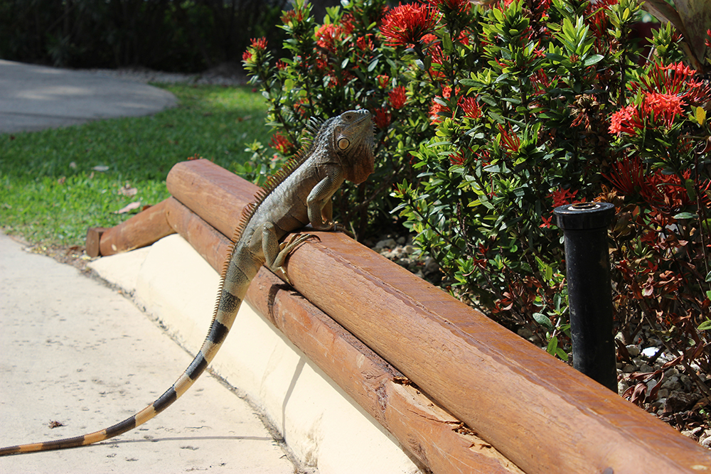 Grand Cayman, iguana