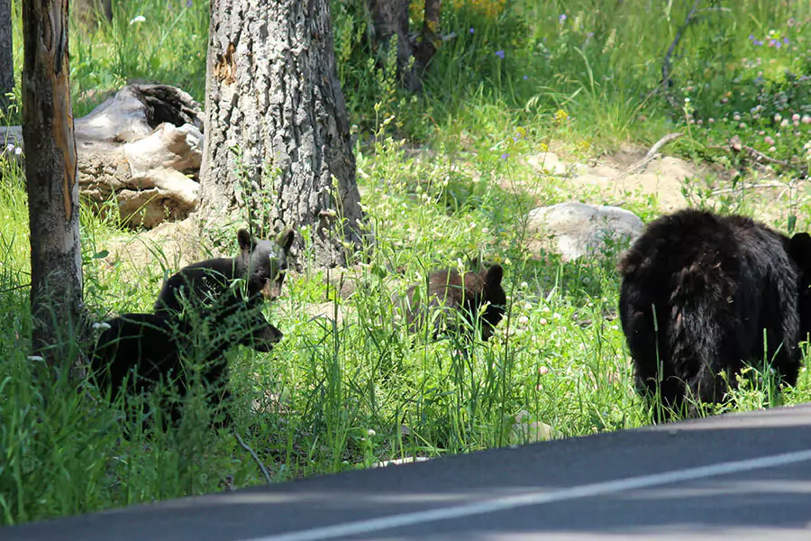 Yellowstone National Park Black Bear and Cubs
