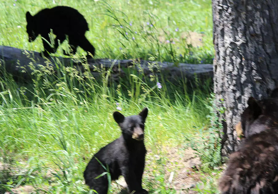 Yellowstone National Park Black Bear and Cubs