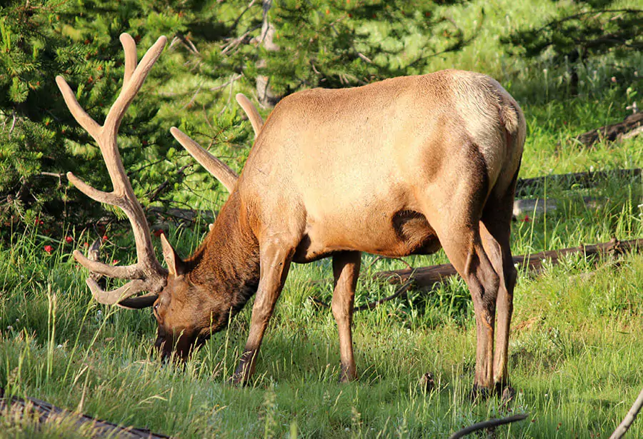 Yellowstone National Park Elk