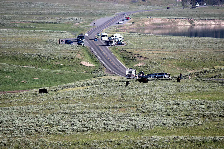 Yellowstone National Park caravan of people viewing a buffalo