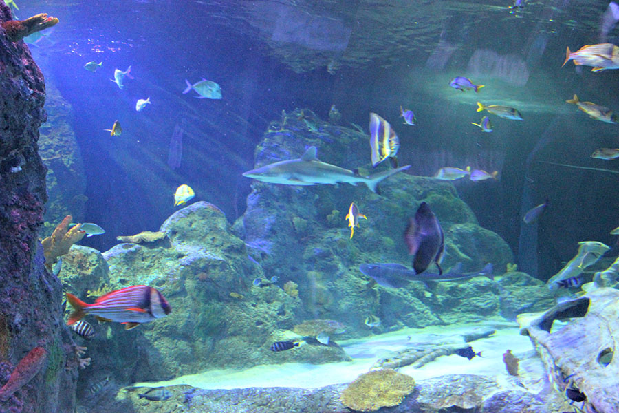 Sea Life Aquarium Big Aquarium