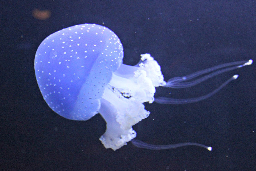Sea Life Aquarium Jellyfish
