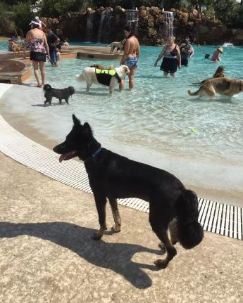 Dog Swim Days