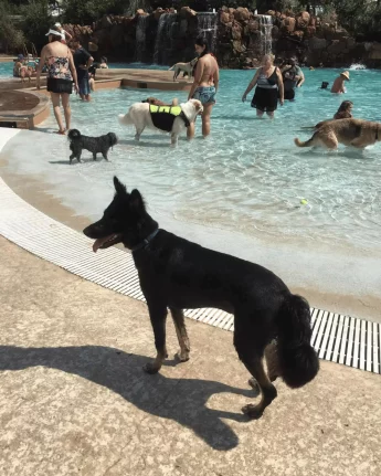 Dog Swim Days 2022 in Dallas/Ft. Worth Metroplex