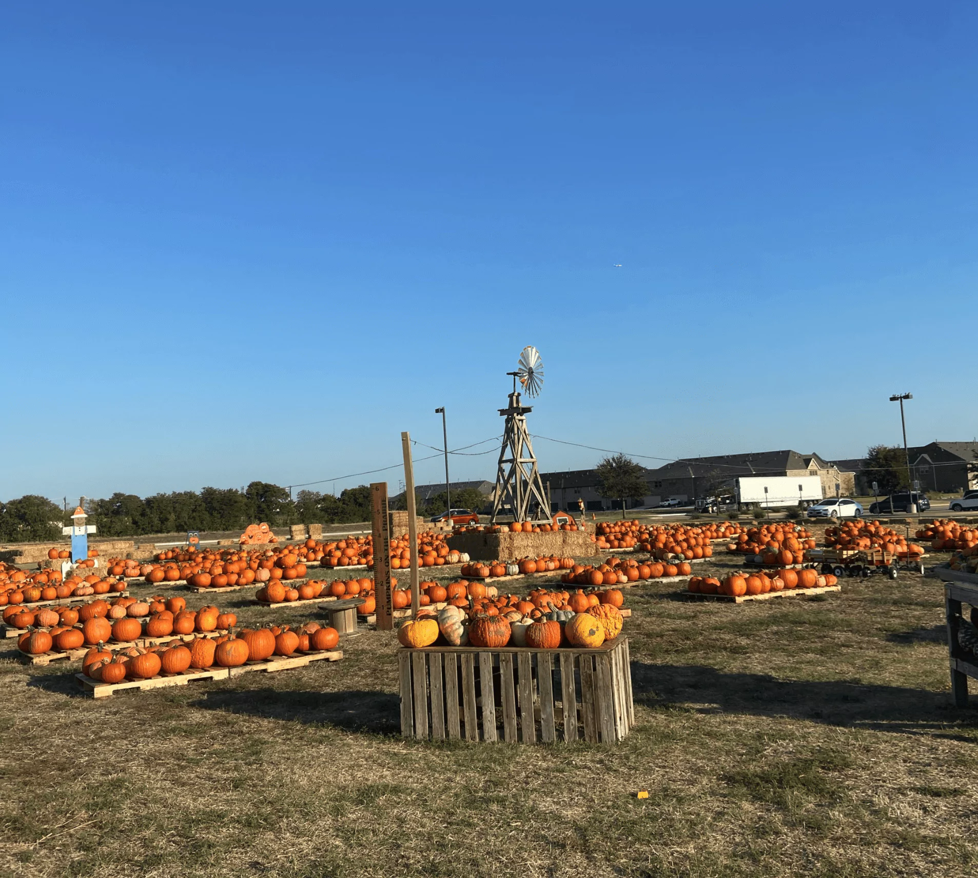pumpkins on the prairie