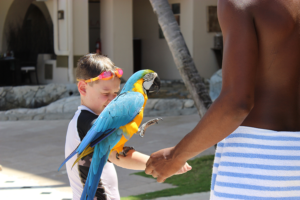 Grand Cayman, parrot