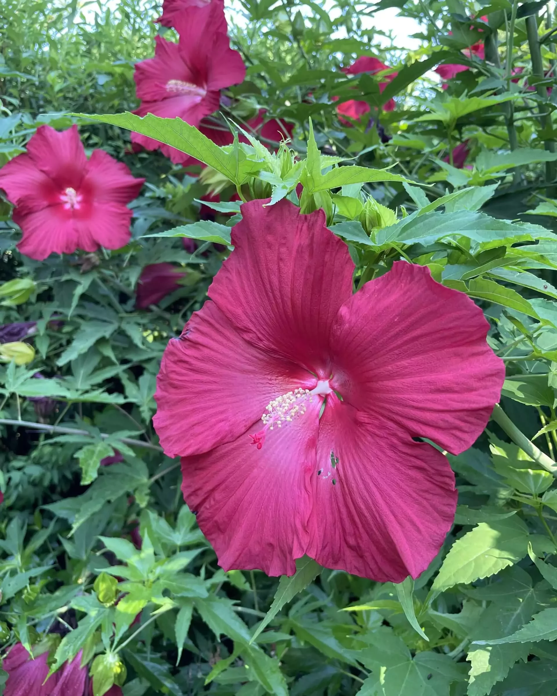 Fort Worth Botanical Garden