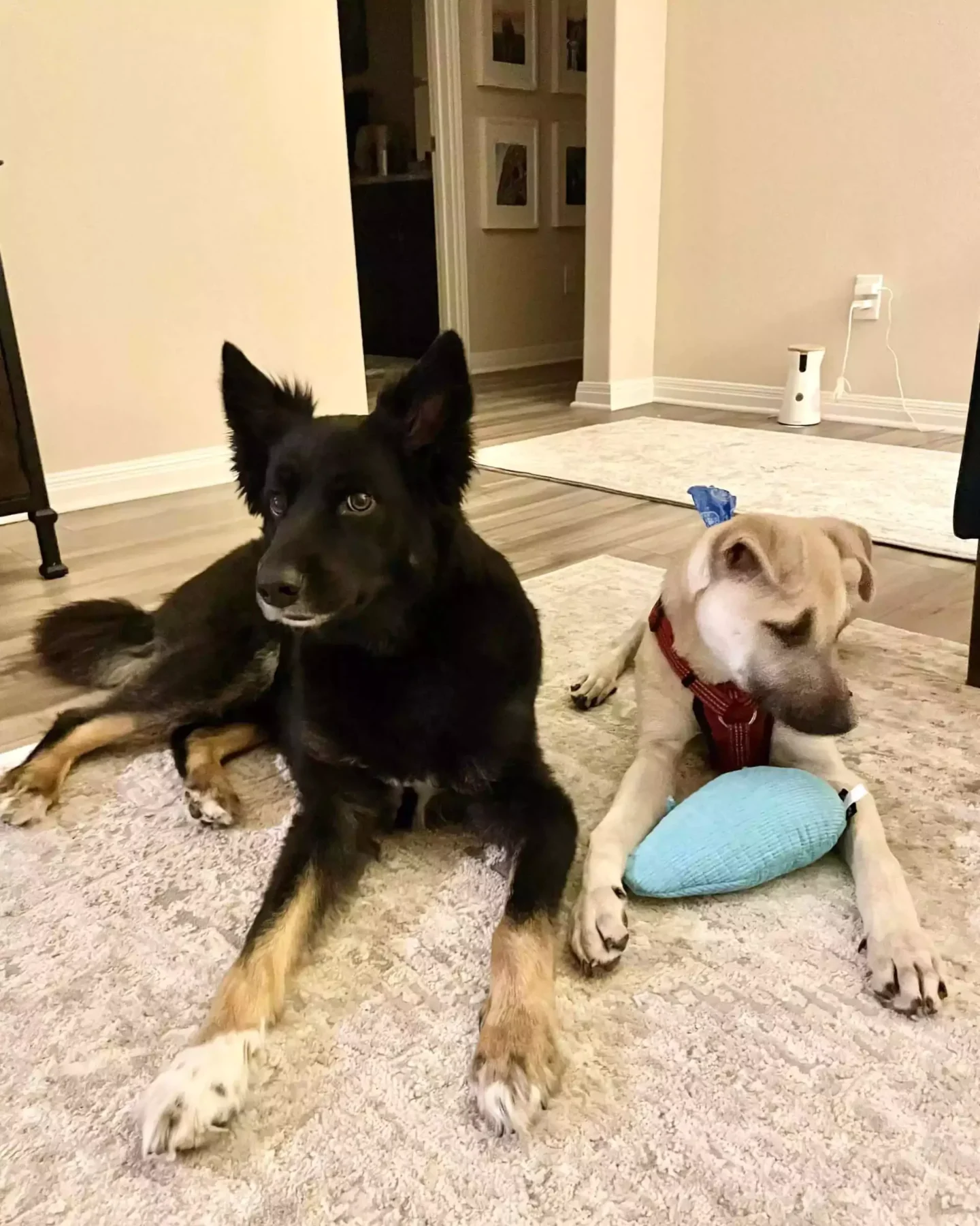 Colt and Hank with playology toy