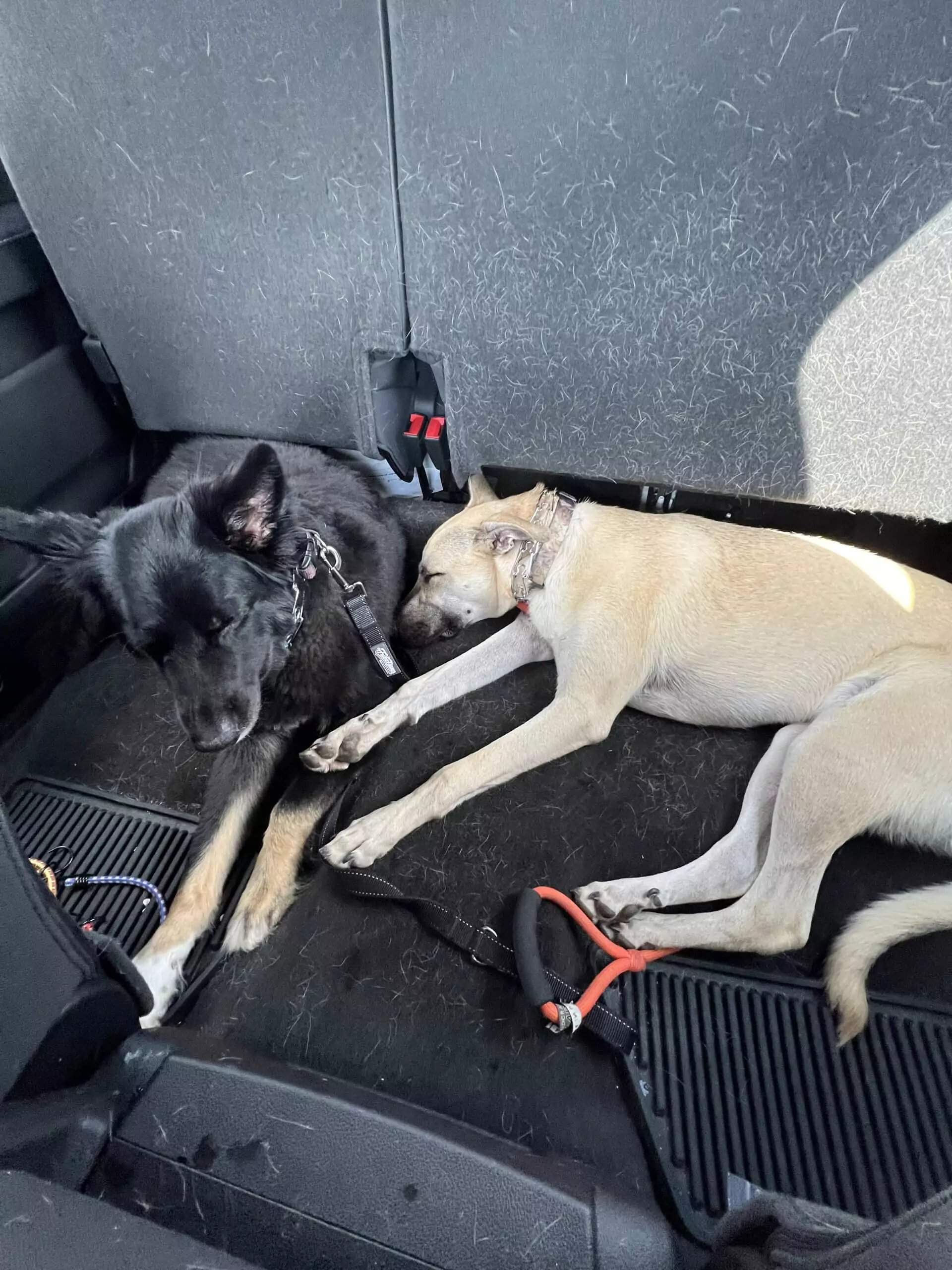Dogs Sleeping After Hike