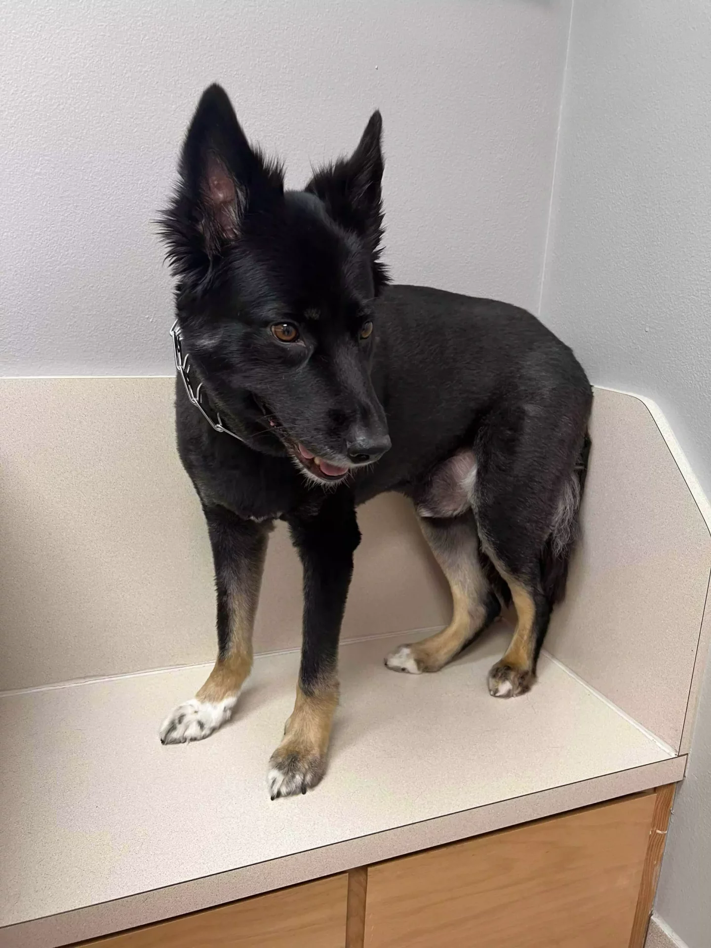 Colt Diagnosed Lymphoma