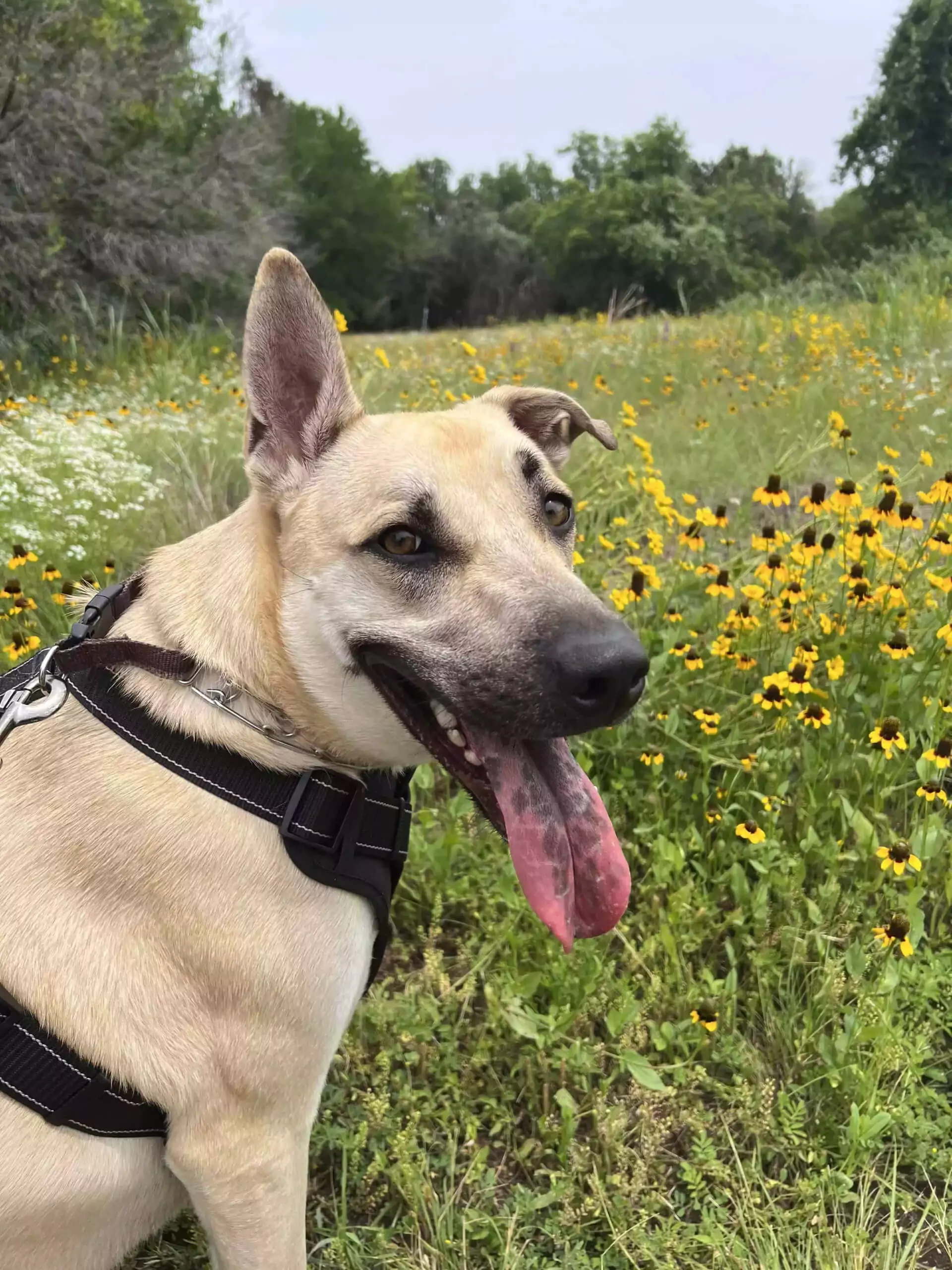 Hank dog sitting next to wild flowers at dinosaur valley state park