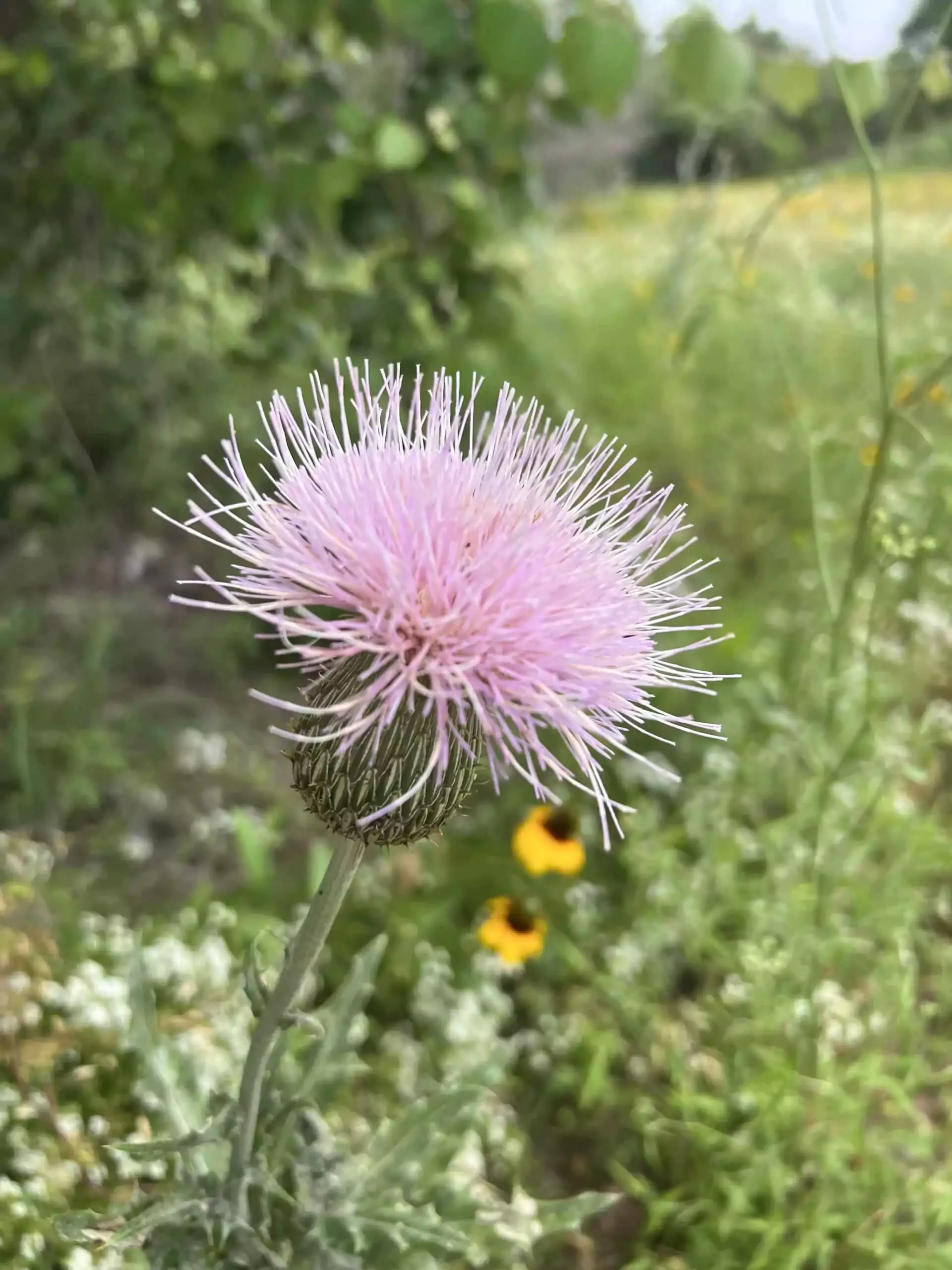 large purple flower