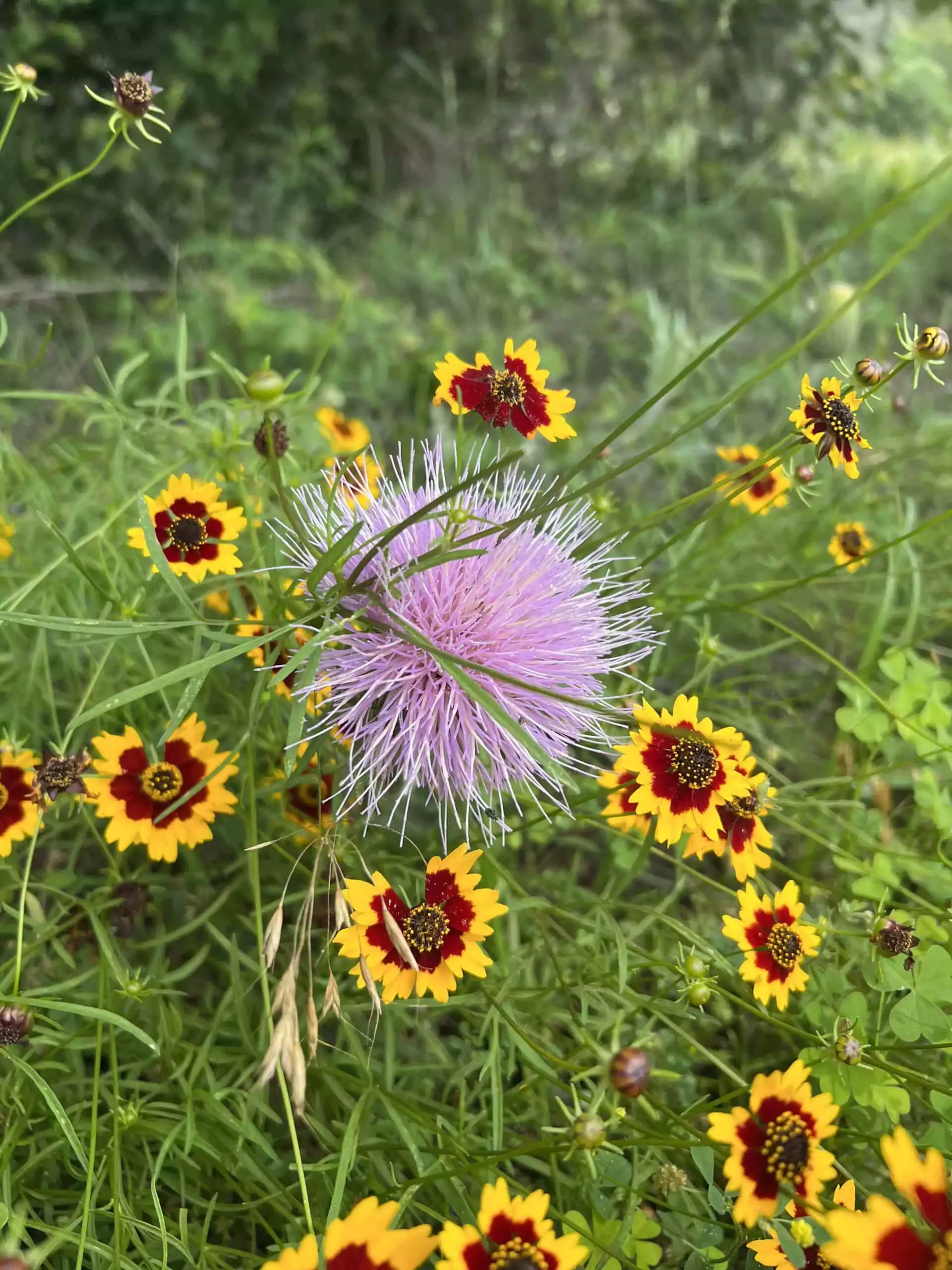 purple and yellow red flowers