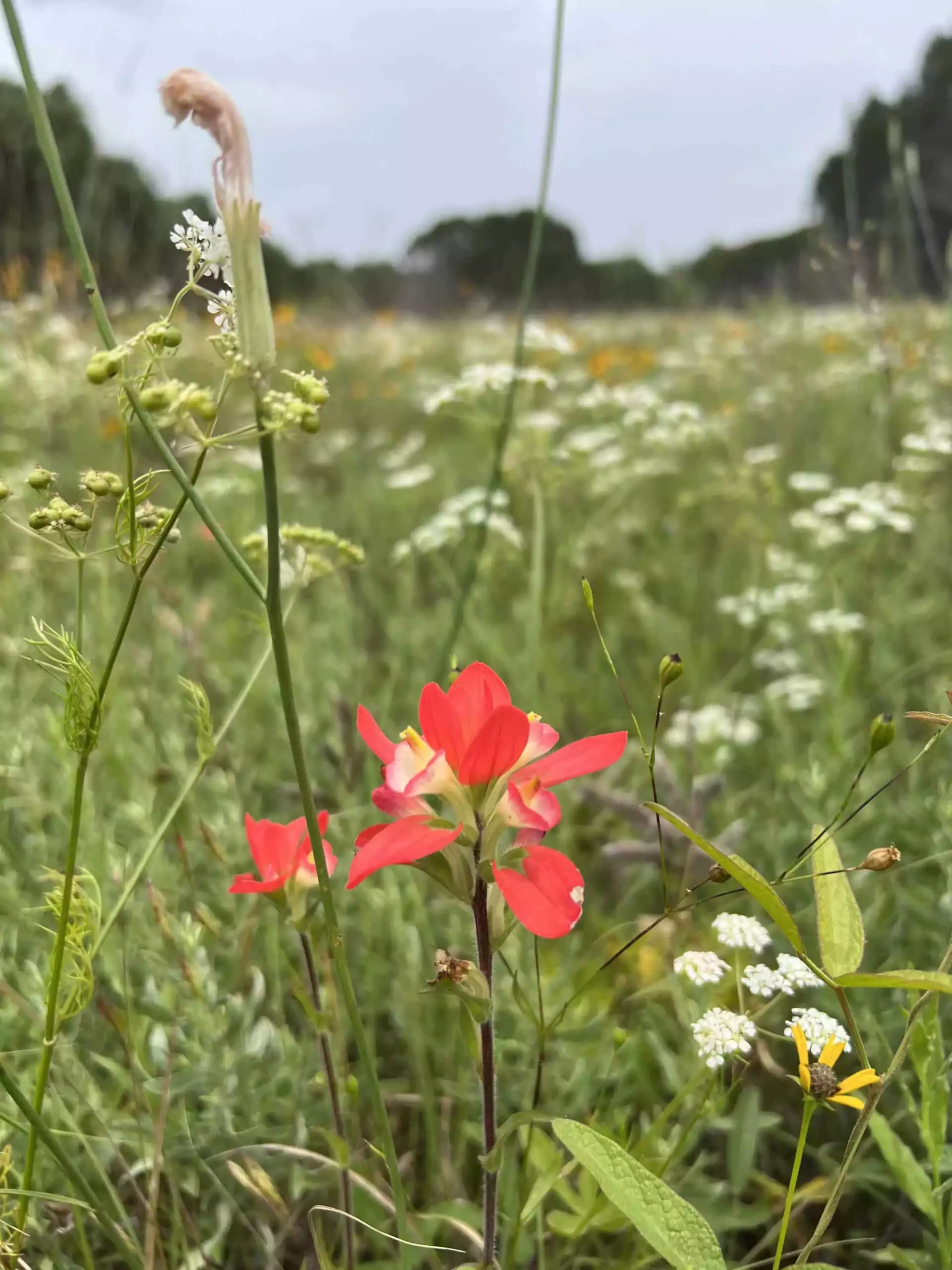 red flower in a field of green