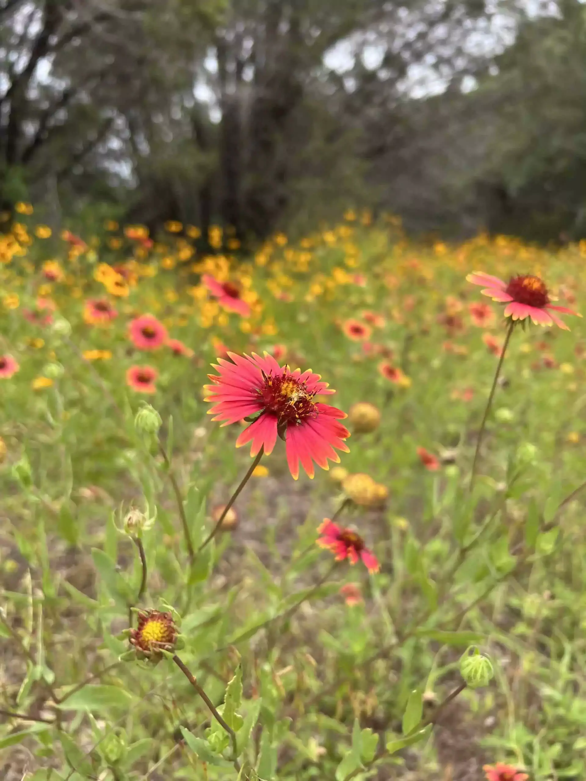 red wild flower