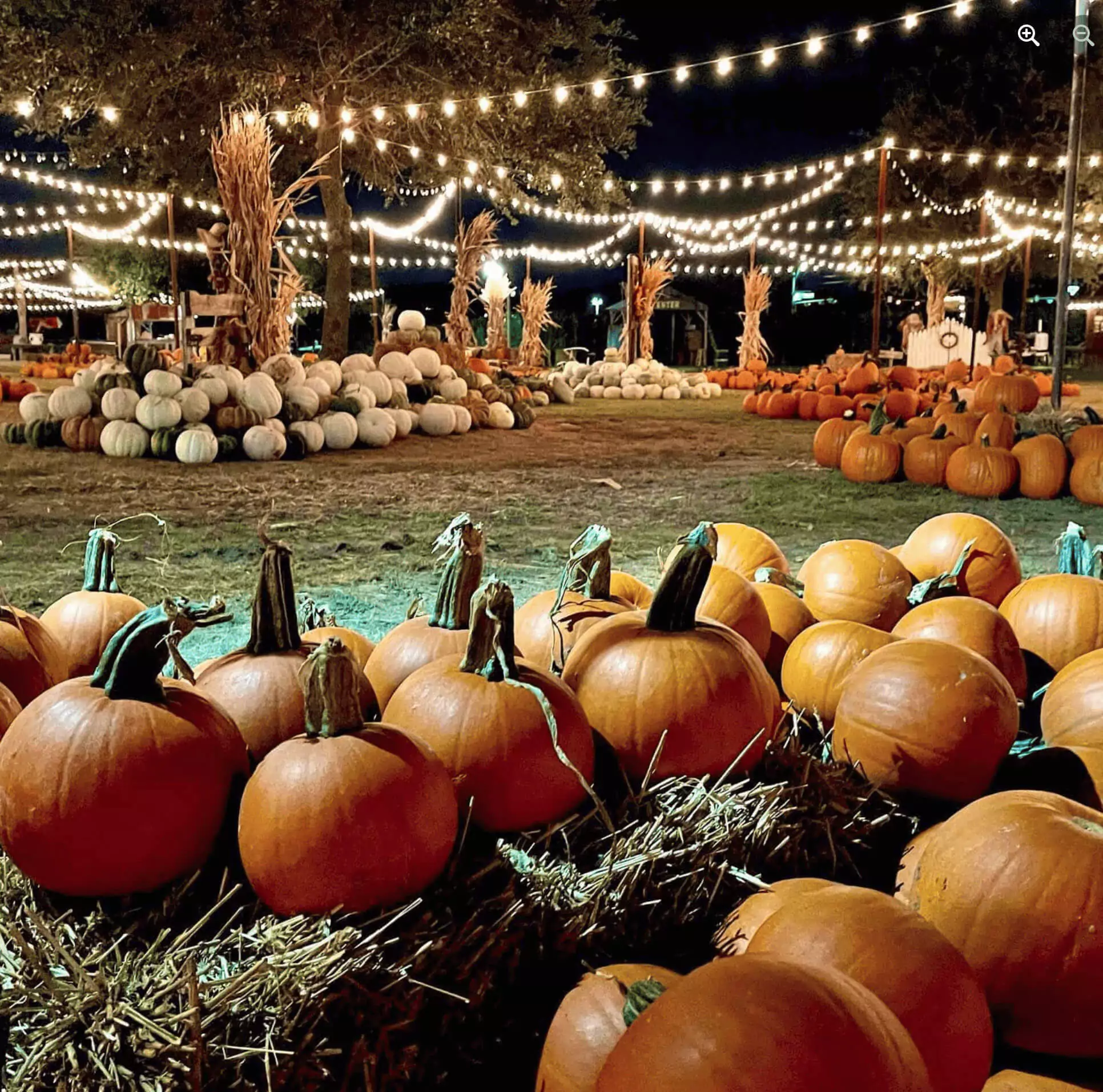 hall's pumpkin farm
