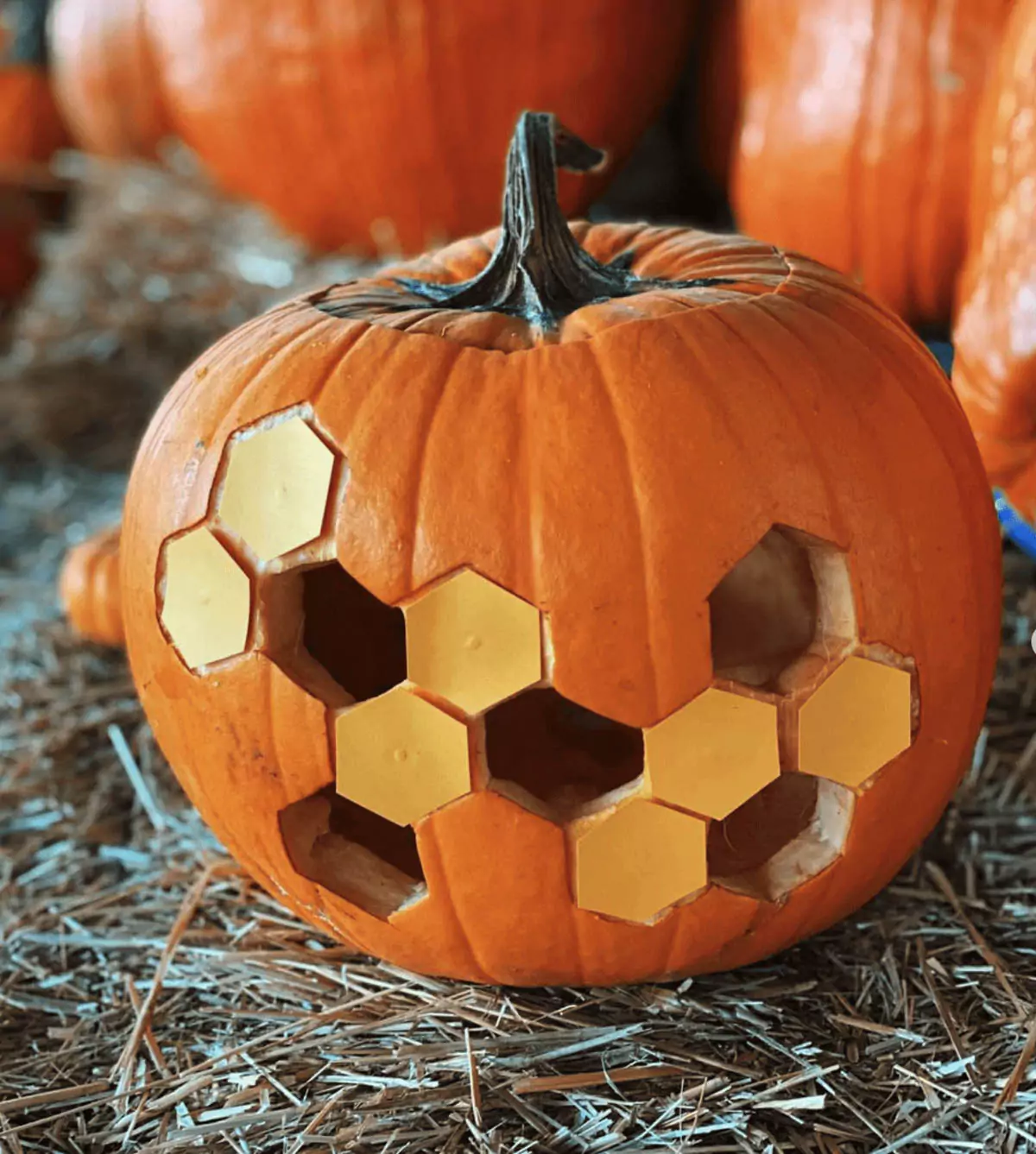 Pumpkin Patch at the Dallas Farmers Market