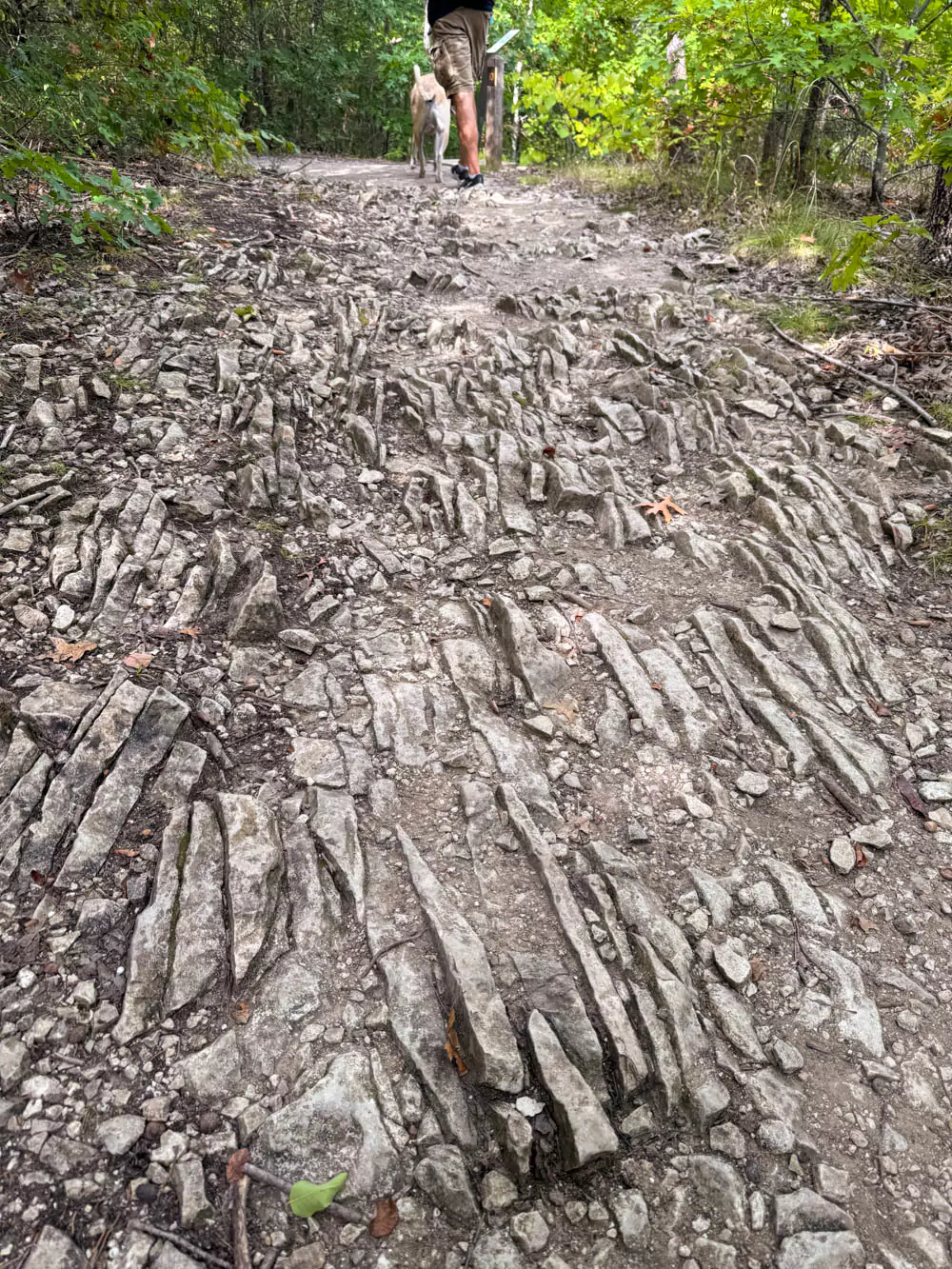 Slate on the Armadillo Hill trail at Eisenhower state park
