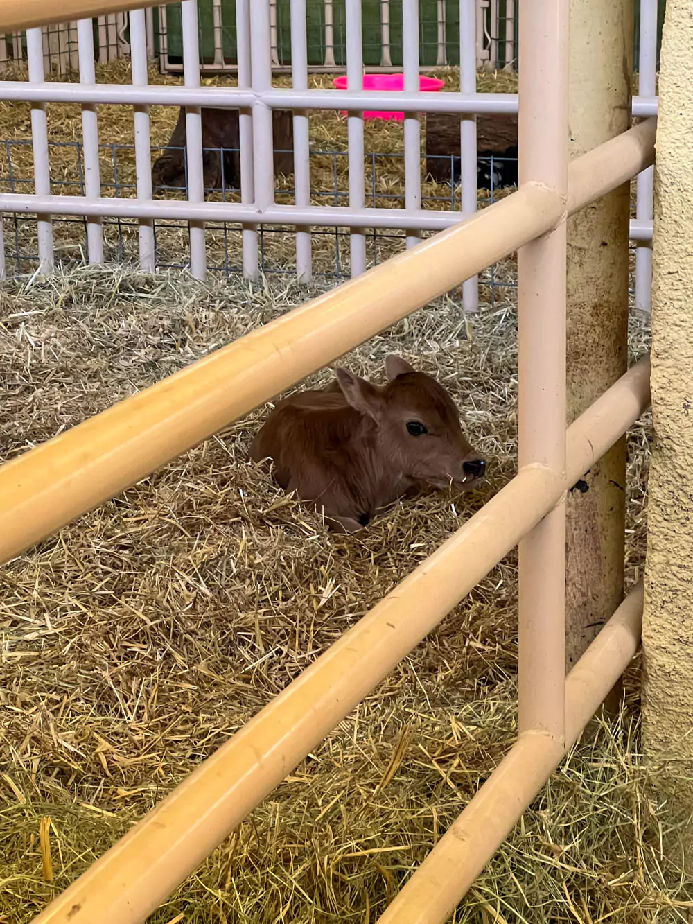 Livestock Birthing Barn at the State Fair of Texas - Baby Cow