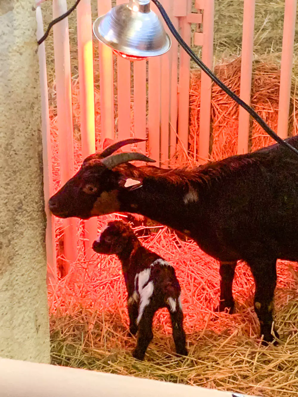 Livestock Birthing Barn at the State Fair of Texas - Baby Goat
