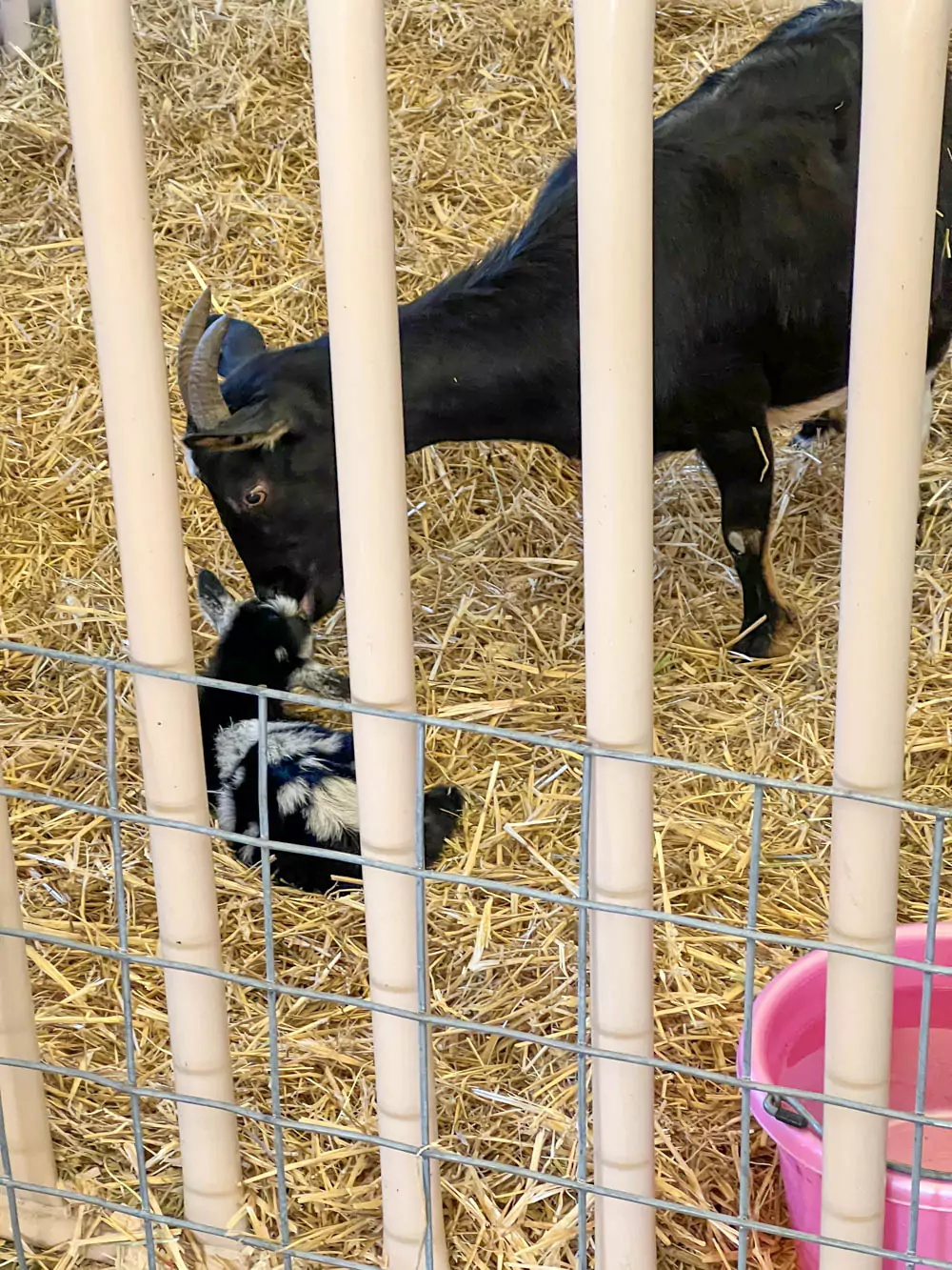Livestock Birthing Barn at the State Fair of Texas - Baby Goat