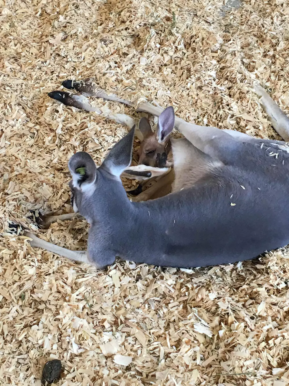 Kangaroo and Joey at the State Fair of Texas
