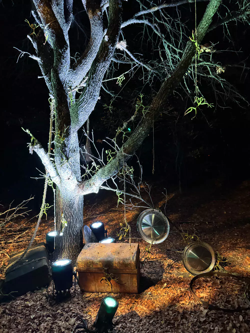 Harry Potter Forbidden Forest Experience - Fantastic Beasts Bowtruckle