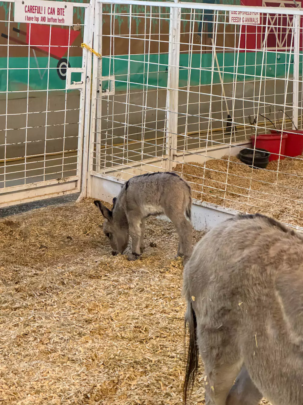 State Fair of Texas Petting Zoo Donkey