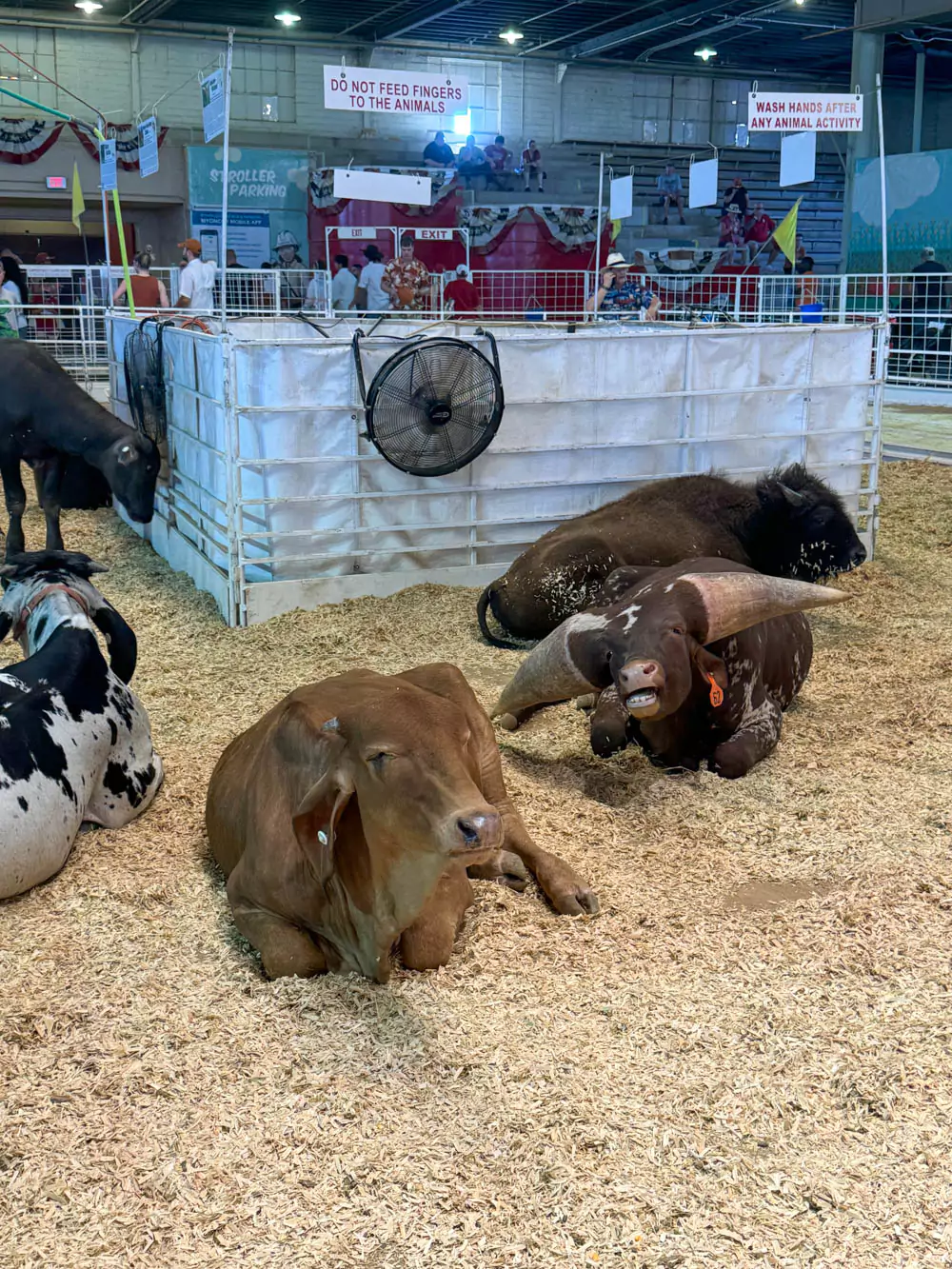 State Fair of Texas Petting Zoo Cows