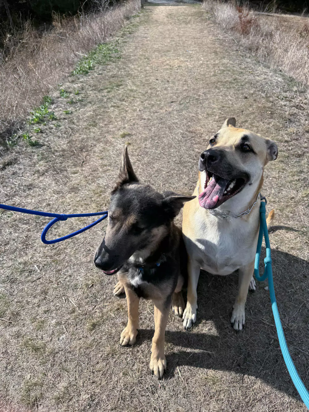 Visiting Meridian State Park in Texas: A Relaxing Getaway Hank and Enzo, our dogs hiking the Bosque Hiking Trail at Meridian State Park