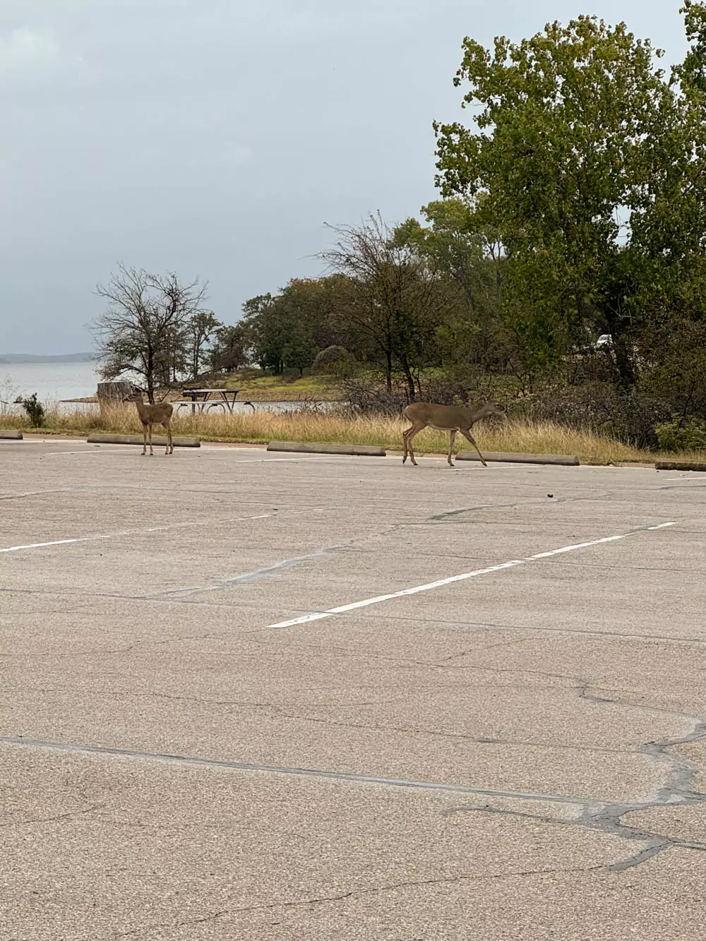 Texas Ray Roberts State Park white tail deer
